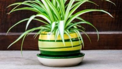 15 izbových rastlín, ktoré čistia vzduch.